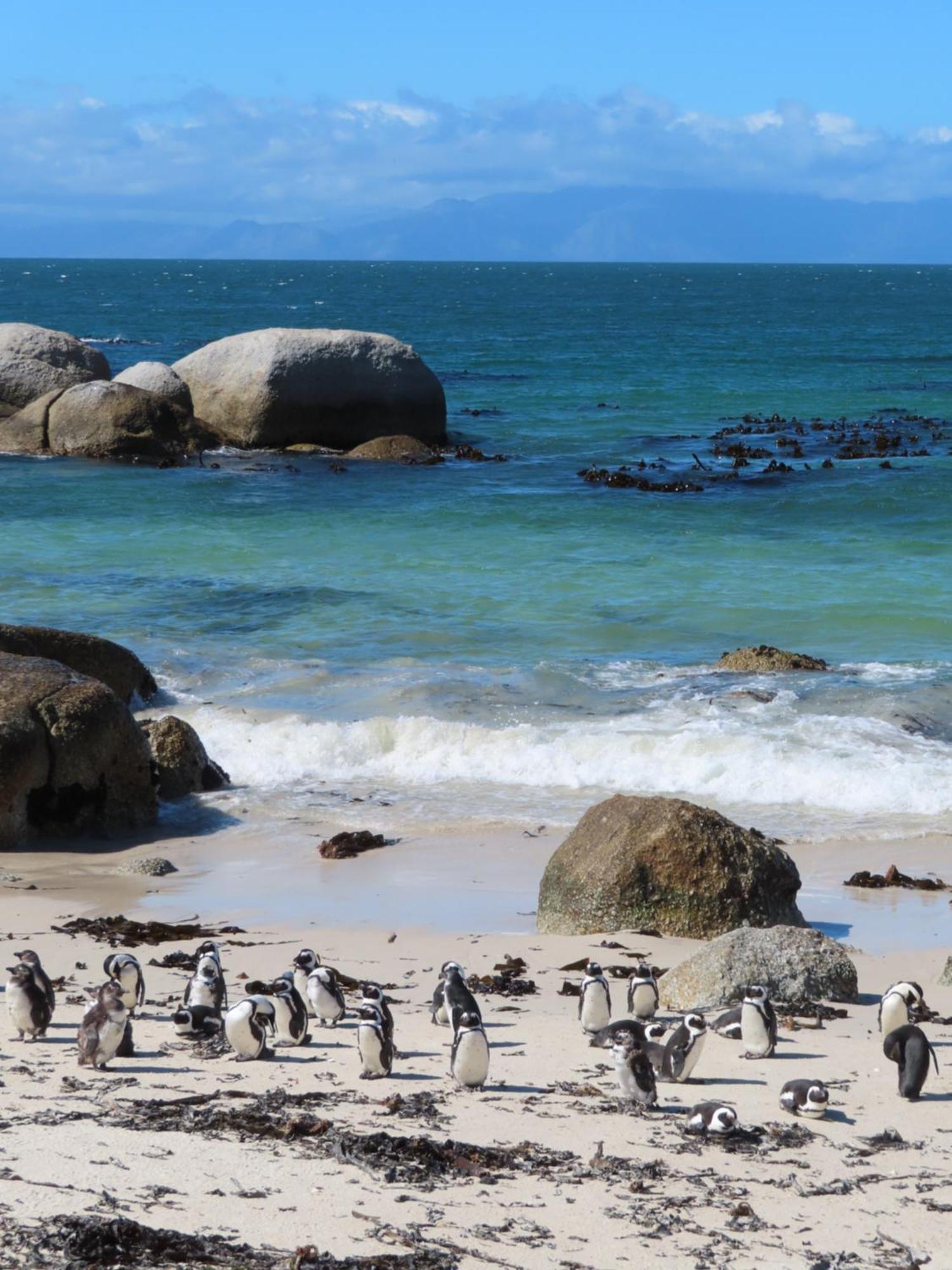 Bonne Esperance, Simon'S Town Apartment ภายนอก รูปภาพ