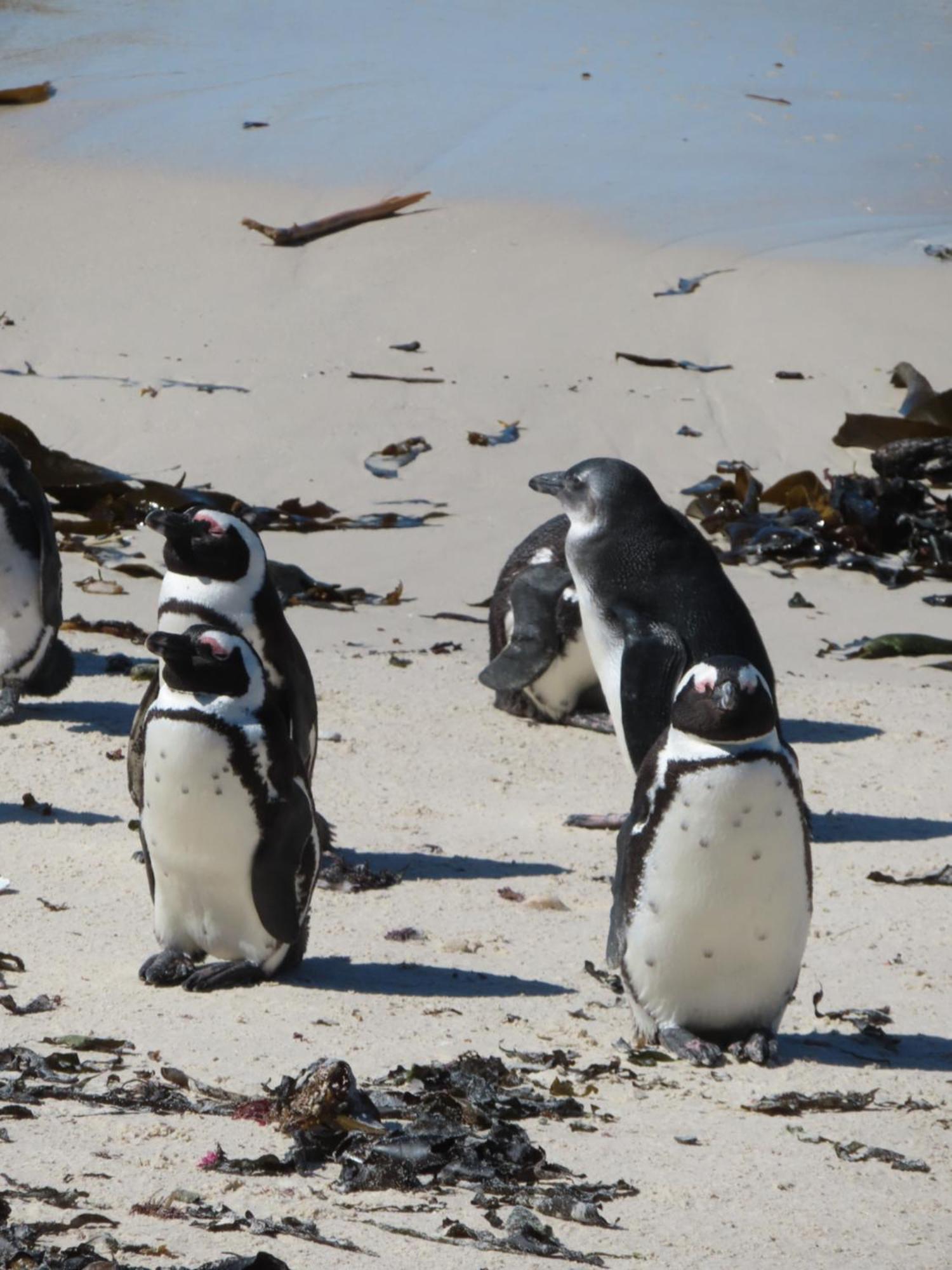 Bonne Esperance, Simon'S Town Apartment ภายนอก รูปภาพ